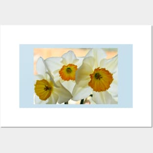 Narcissus 'Sempre Avanti' Div. 2 Large-cupped Daffodil Posters and Art